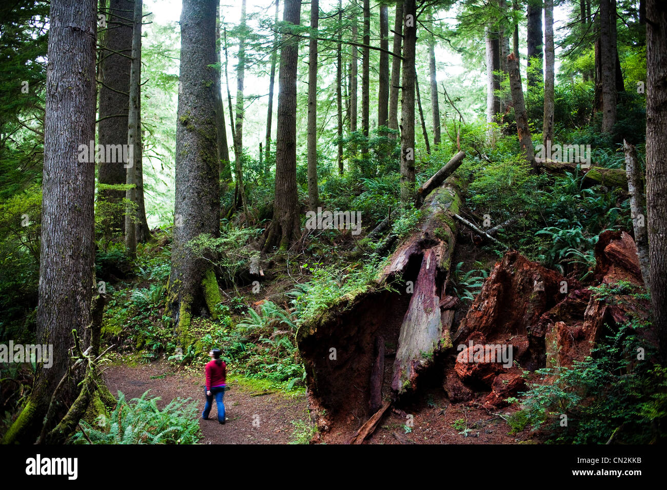 Femme marche à travers la forêt avec arbre tombé Banque D'Images