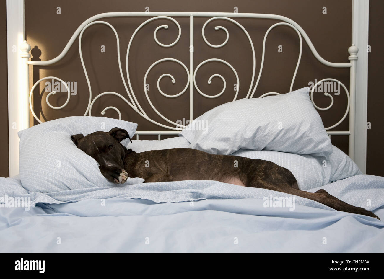 Couchage chien on bed Banque D'Images