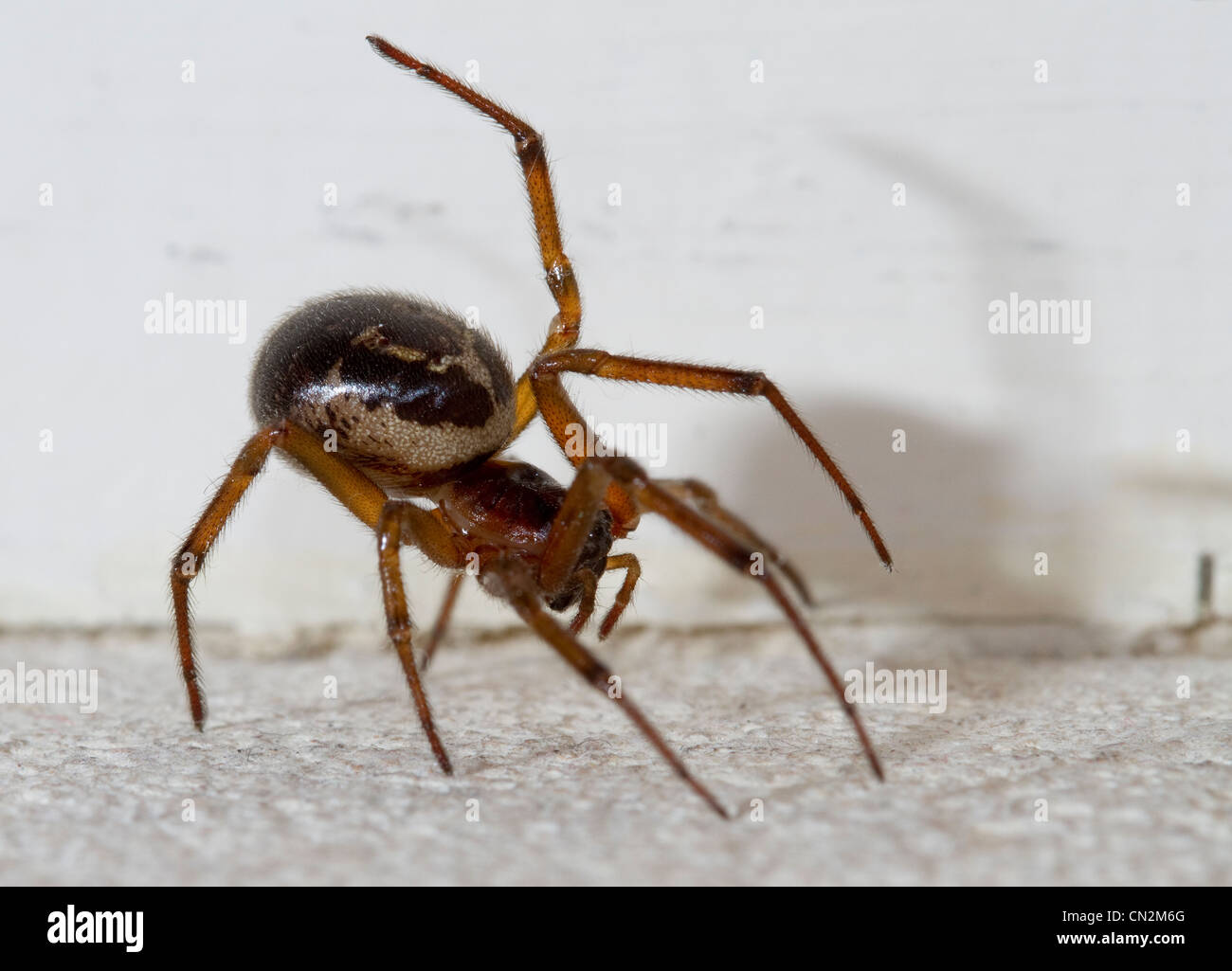 Fausse araignée veuve (Steatoda nobilis) dans la maison, West Sussex, UK. Banque D'Images