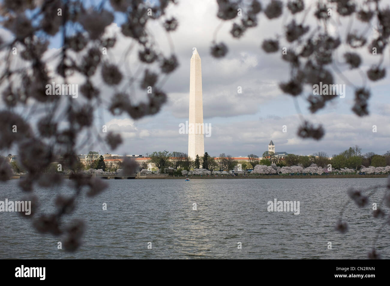 Le Washington DC cerisiers en pleine floraison. Banque D'Images