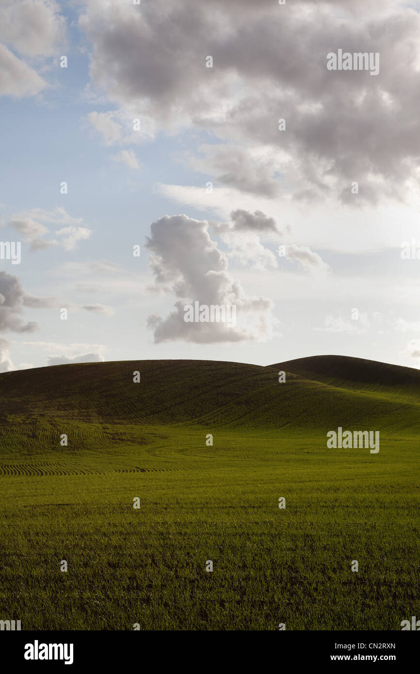Des champs verts et des collines contre ciel dramatique, Washington, USA Banque D'Images