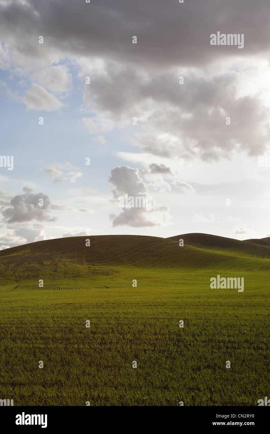 Des champs verts et des collines contre ciel dramatique, Washington, USA Banque D'Images