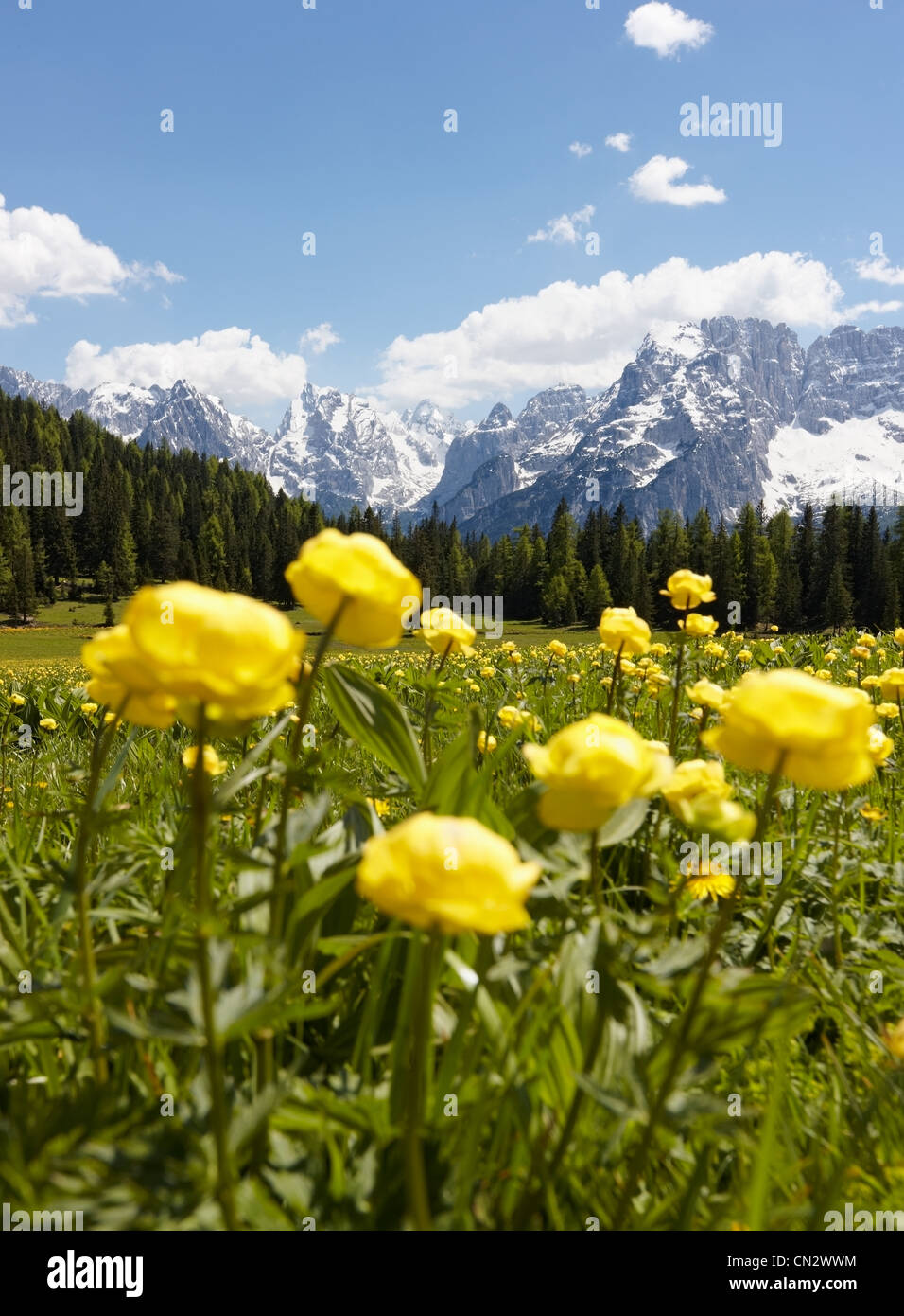 Paysage de montagne avec des fleurs jaunes, Cortina d'Ampezzo, Italie Banque D'Images