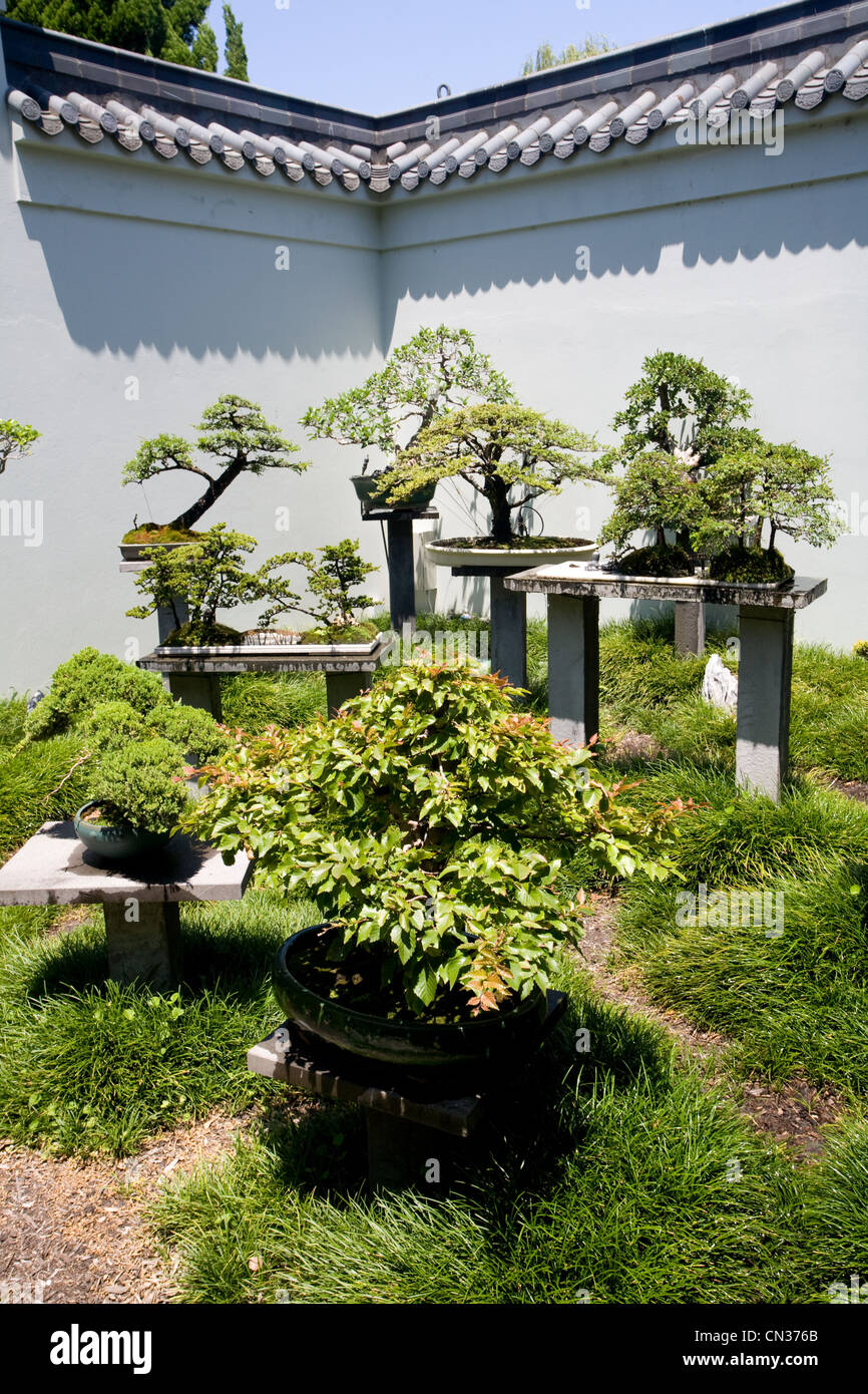 L'Australie, New South Wales, Sydney, bonsai arbres dans le jardin chinois de Sydney Banque D'Images