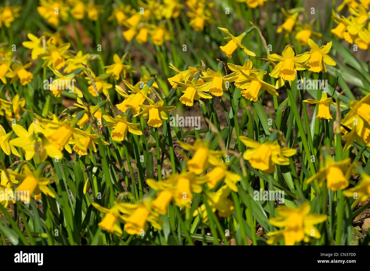 Gros plan de Tete a tete jondil narcissi narcissus jaune Fleurs fleurs fleurs fleurs jonquilles fleuries dans le jardin de printemps Angleterre Royaume-Uni Royaume-Uni Grande-Bretagne Banque D'Images