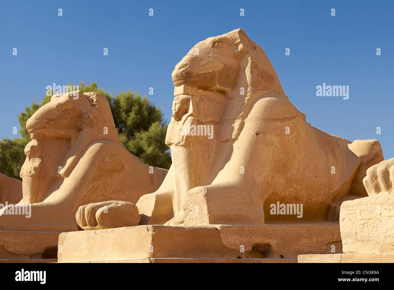 Egypte Temple de Karnak, l'Avenue des béliers Banque D'Images