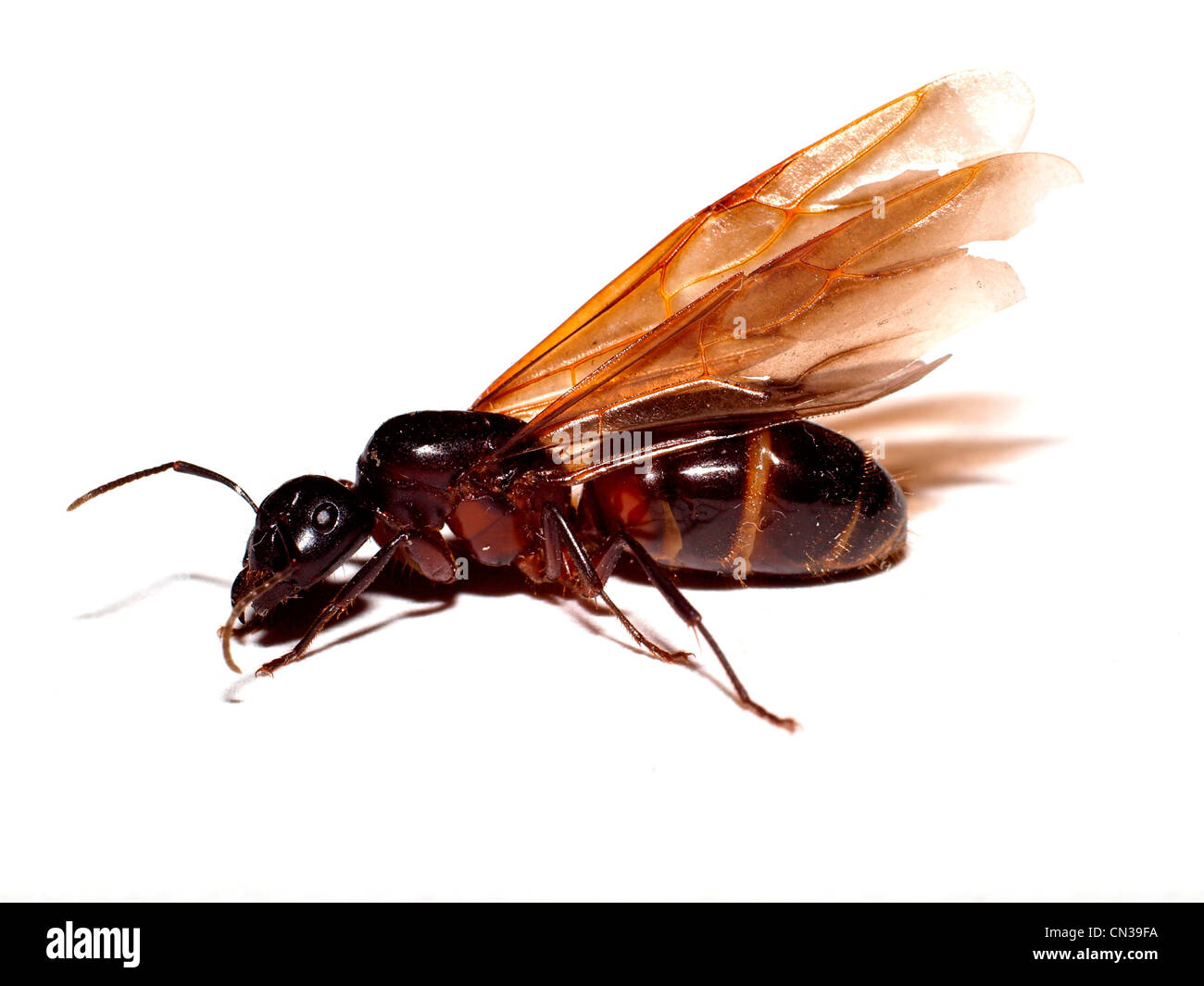 La fourmi ailée Banque D'Images
