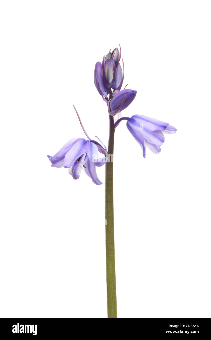 Bluebell fleurs et bourgeons isolés contre white Banque D'Images