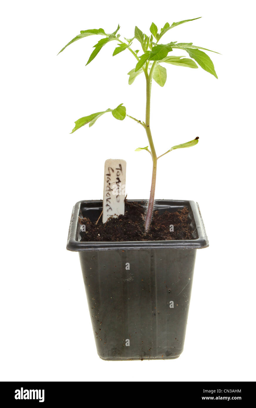 La plante de tomate dans un pot en plastique avec une étiquette blanche contre isolés Banque D'Images