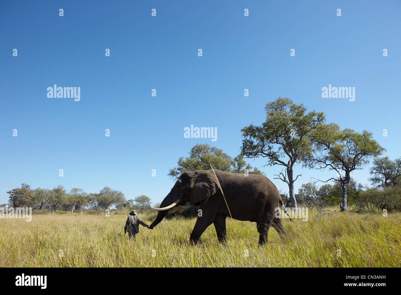 L'homme éléphant de premier plan grâce à l'herbe, Okavango Delta, Botswana, Africa Banque D'Images