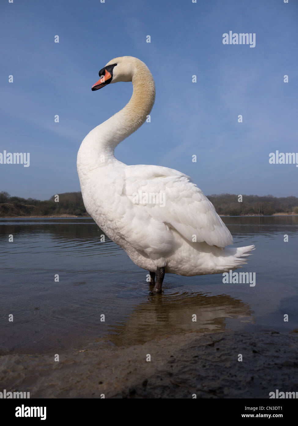 Cygne muet, Cygnus olor, seul oiseau dans l'eau, Glamorgan, Pays de Galles, Mars 2012 Banque D'Images