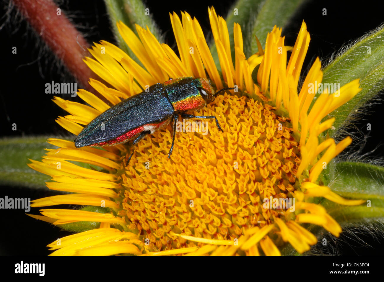 Femme Buprestid beetle (Anthaxia hungarica) - jewel beetle. Dans une fleur d'Pallensis spinosa. Banque D'Images