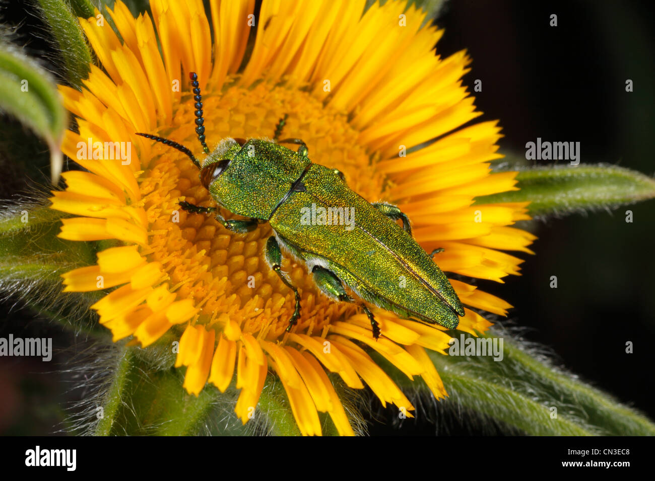 Homme Buprestid beetle (Anthaxia hungarica) - jewel beetle. Dans une fleur d'Pallensis spinosa. Banque D'Images