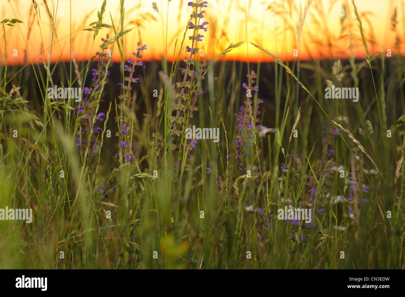 Meadow Clary (Salvia pratensis) la floraison dans un pré de foin au coucher du soleil.sur le Causse de Gramat, Lot, France. Mai. Banque D'Images