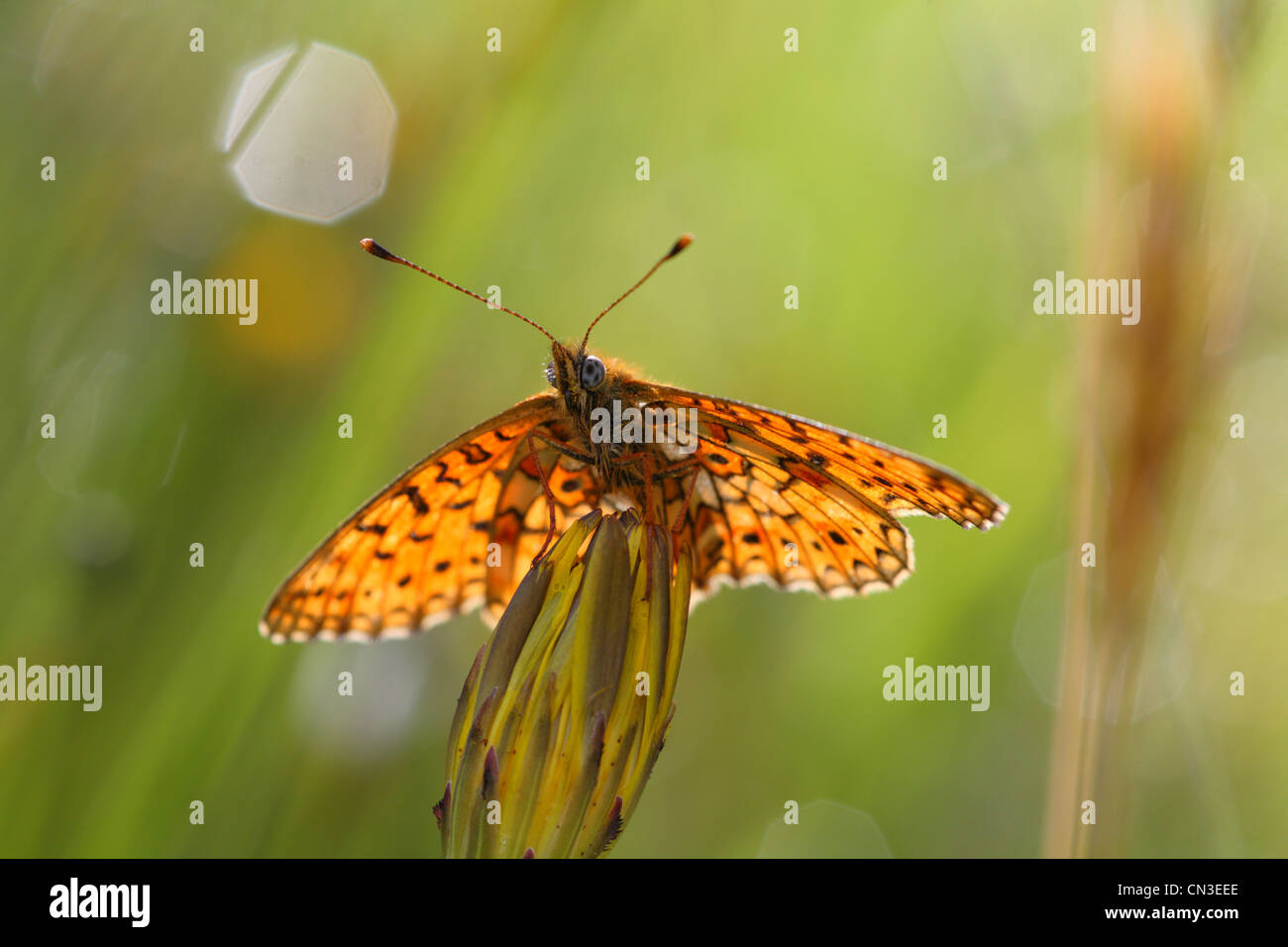 Petite perle-bordé Fritillary Butterfly (Boloria selene) profitant de l'ensoleillement. Powys, Pays de Galles, juin. Banque D'Images