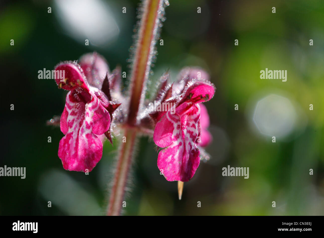 Fleurs de Marsh Woundwort (Stachys palustris). Powys, Pays de Galles. Juillet. Banque D'Images