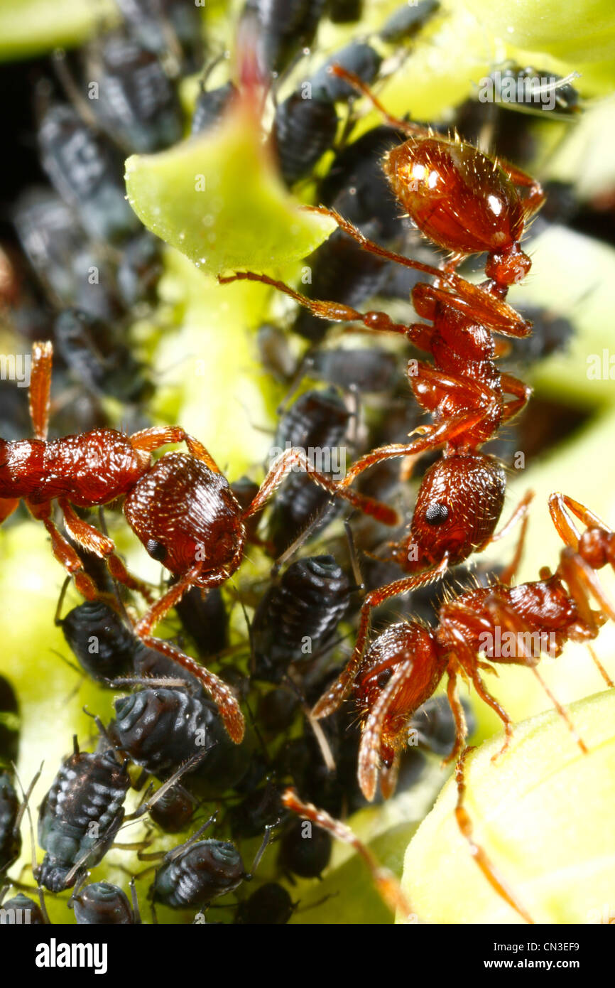 Red Ant (Myrmica rubra) agriculture travailleurs les pucerons. Powys, Pays de Galles Banque D'Images