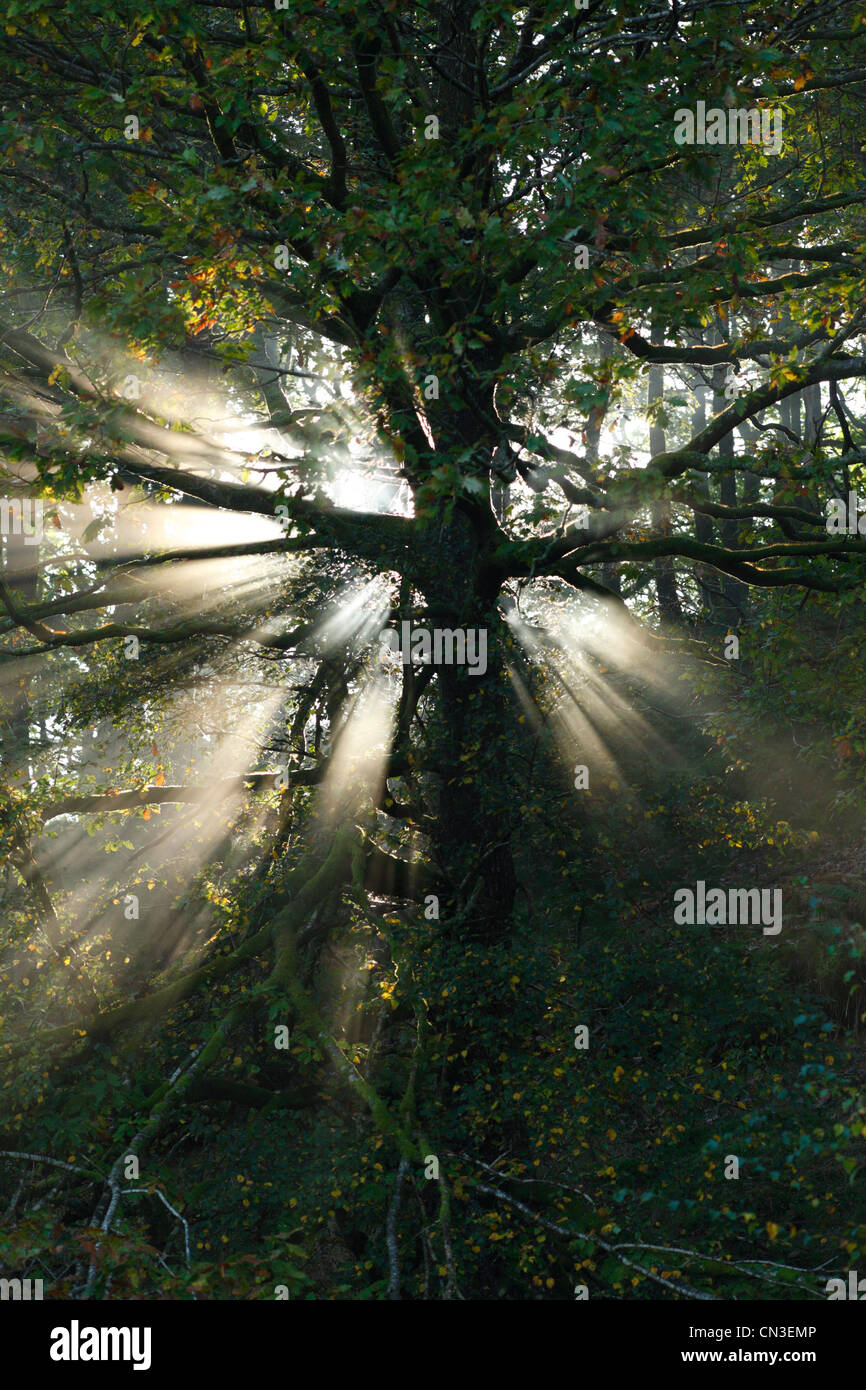 La lumière du soleil et de la brume en chêne sessile (Quercus petraea). Powys, Pays de Galles. Octobre. Banque D'Images