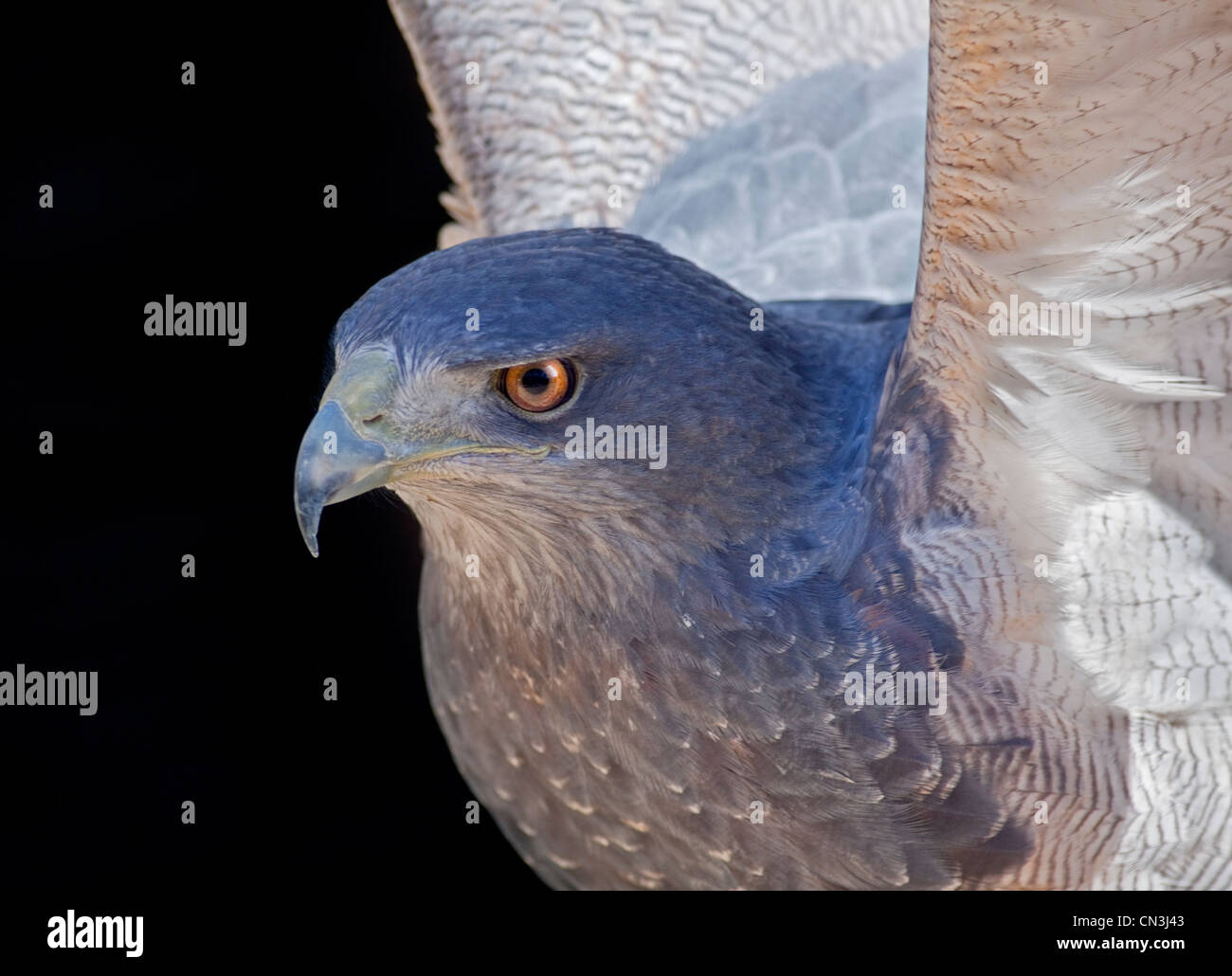 Eagle/Black-Chested chilien Eagle Buzzard chilien/Aigle Bleu/Gris Eagle Buzzard (geranoaetus melanoleucus) Banque D'Images