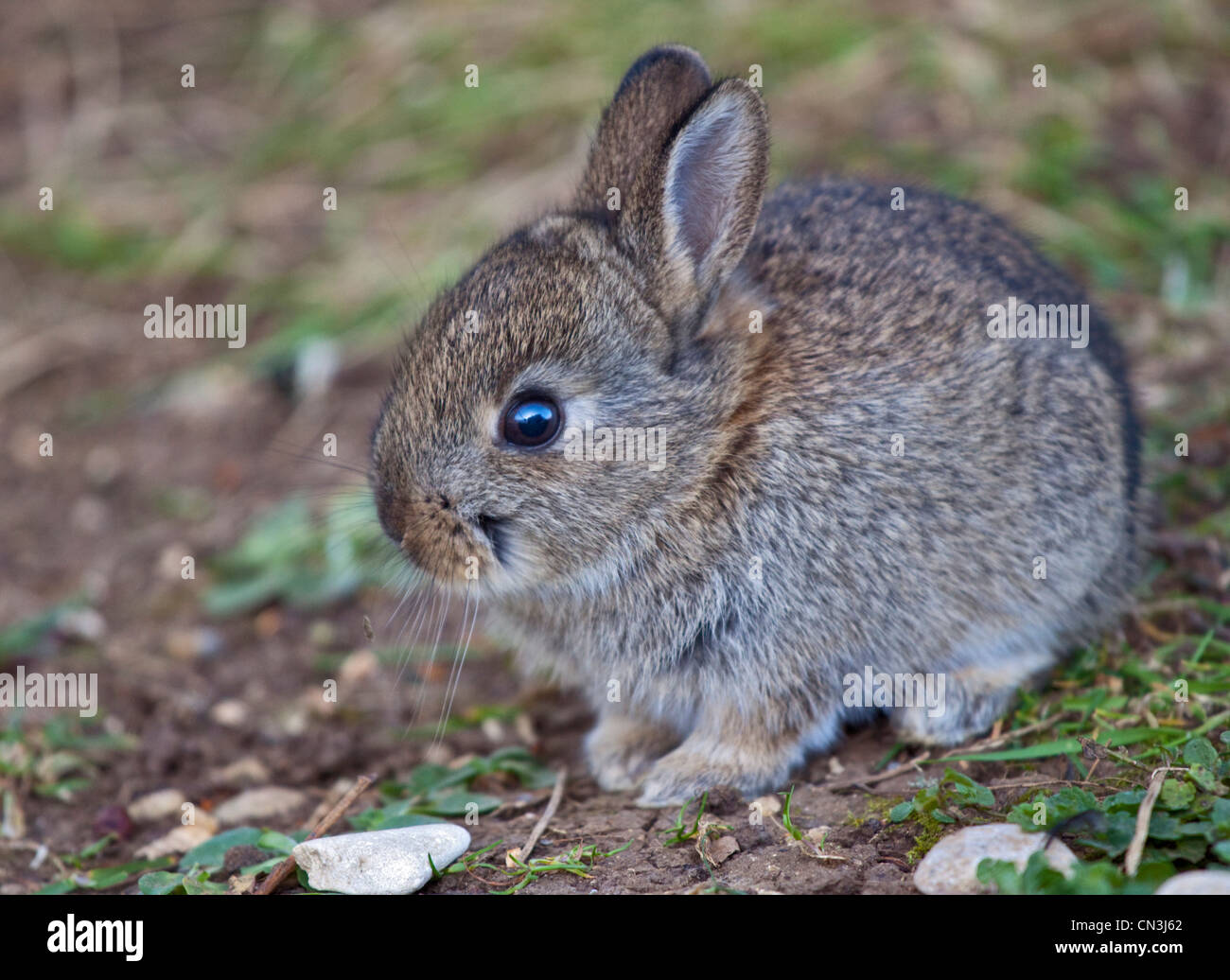 Bebe Lapin Sauvage Europeen Oryctolagus Cuniculus Royaume Uni Photo Stock Alamy