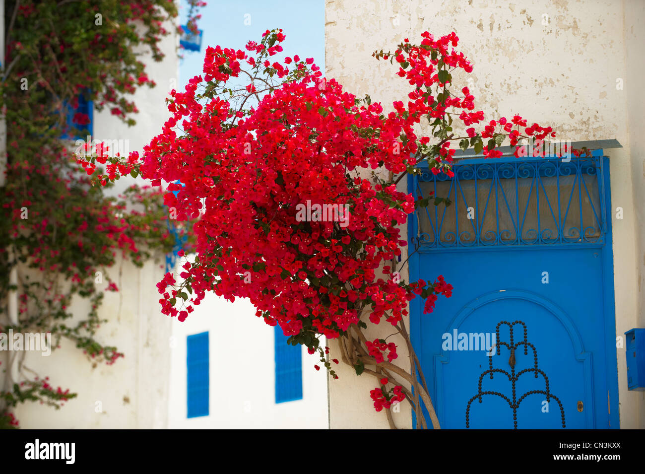 La Tunisie, Sidi Bou Saïd, vue du village, de la maison blanche et rouge bougainvillier Banque D'Images