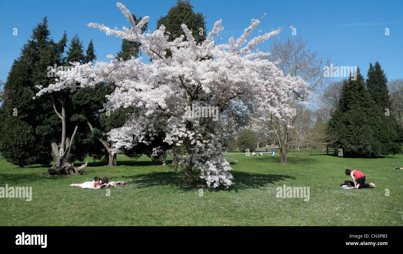 Les élèves à lire des livres de moins en temps chaud printemps sec dans Bute Park Cardiff, Pays de Galles UK KATHY DEWITT Banque D'Images