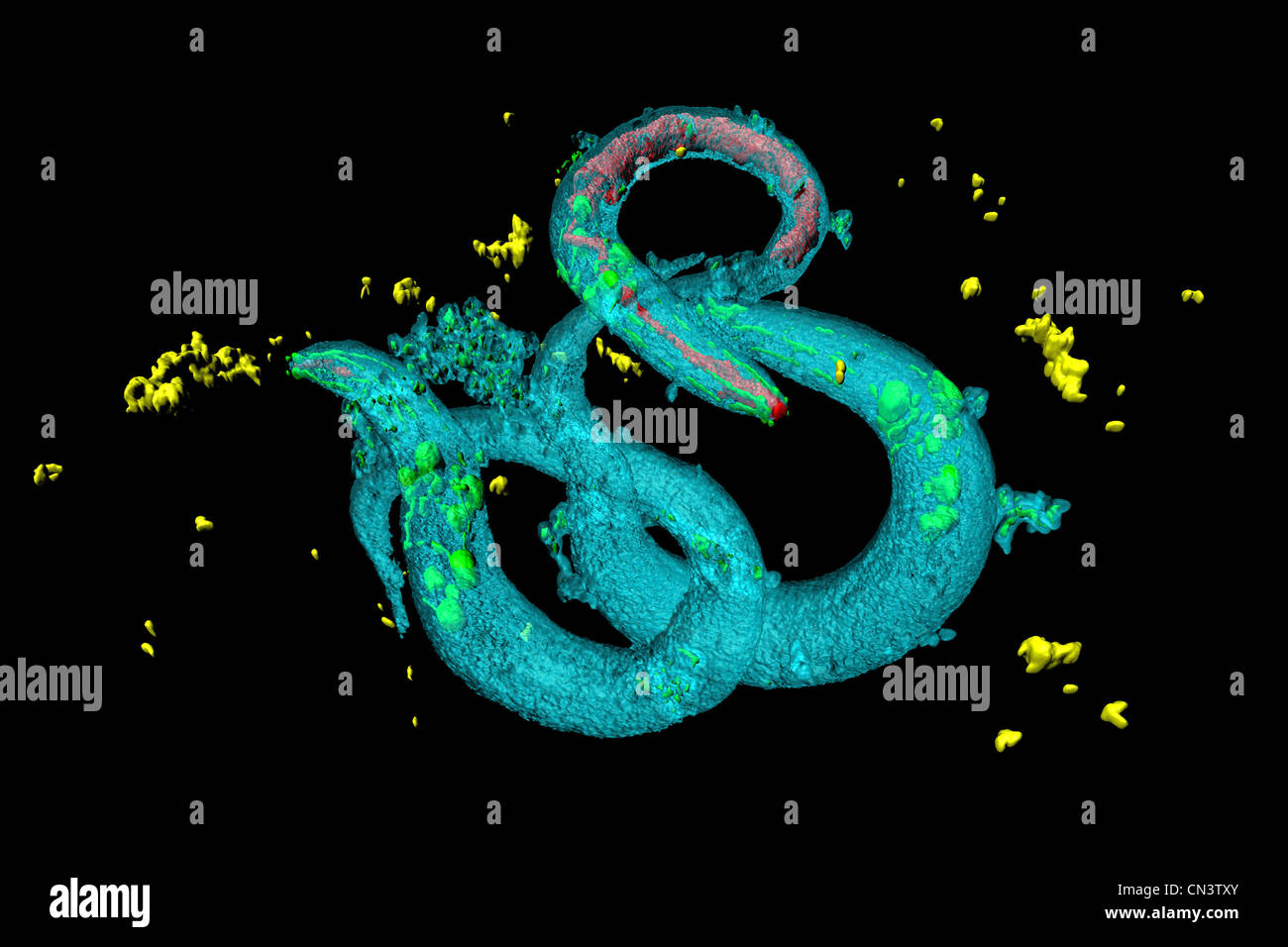 Les vers ronds (Nématodes) Caenorhabditis elegans. Banque D'Images