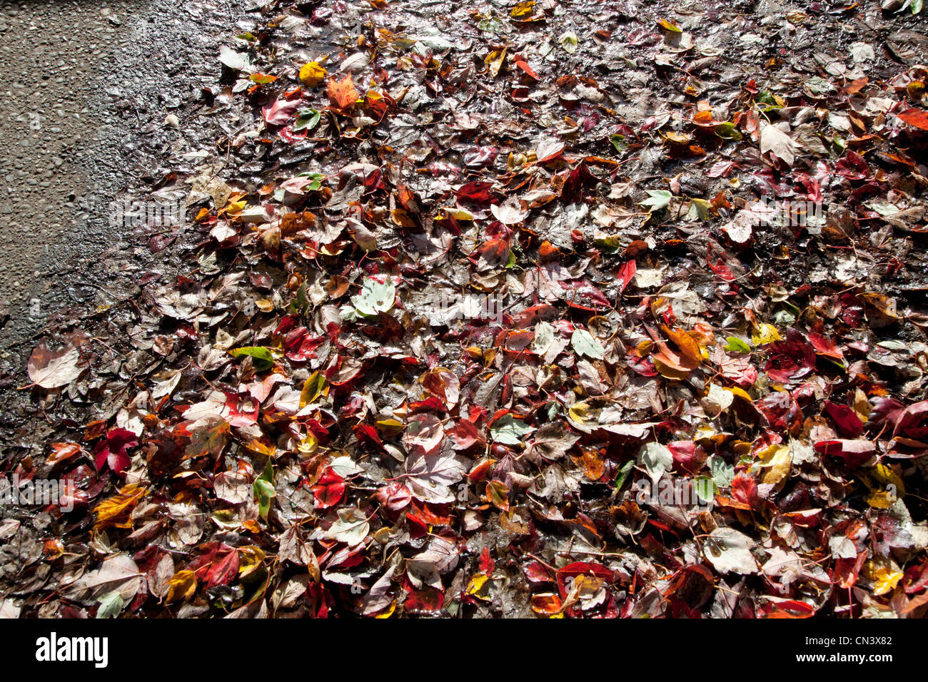 Les feuilles d'automne humide on sidewalk Banque D'Images