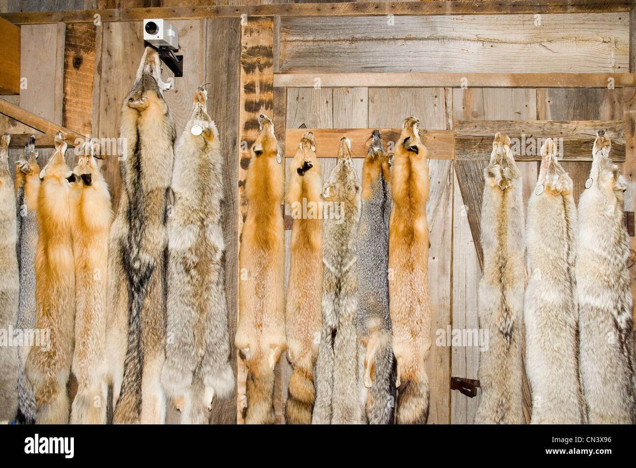 Des peaux de renard sur un mur Banque D'Images