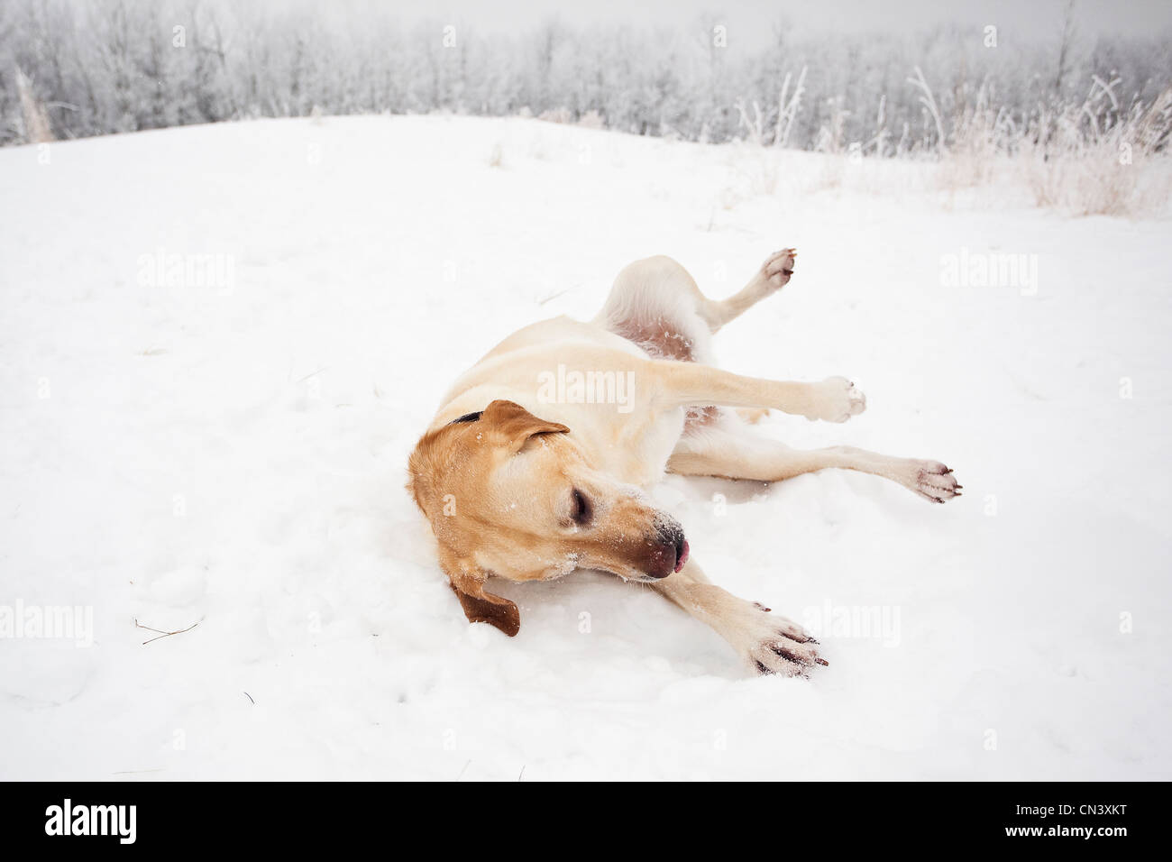 Labrador Retriever jaune jouent dans la neige, la forêt Assiniboine, Winnipeg, Manitoba Banque D'Images