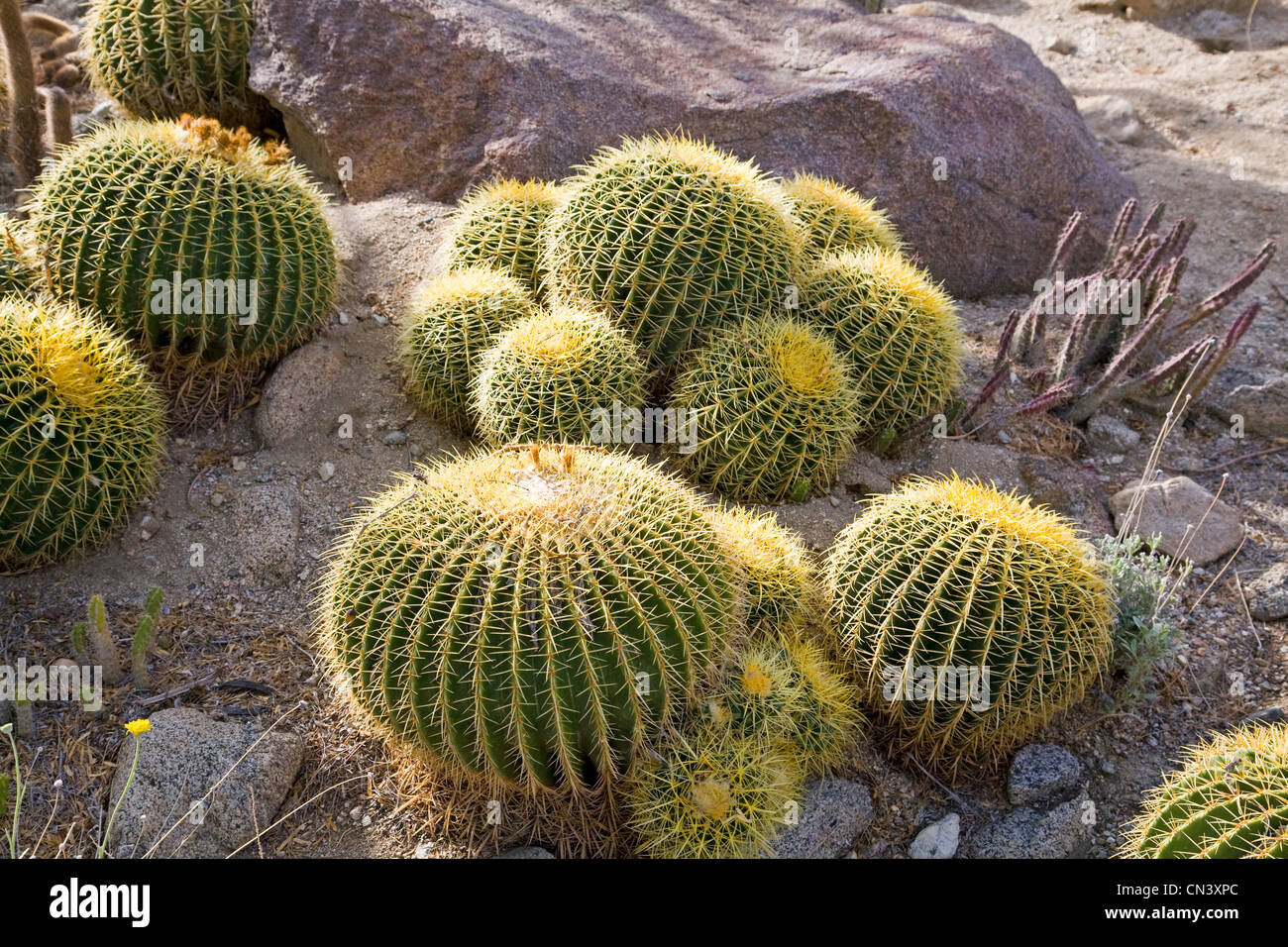 Fourreau ou hameçon cactus, trouvés dans le désert de Sonora. Banque D'Images