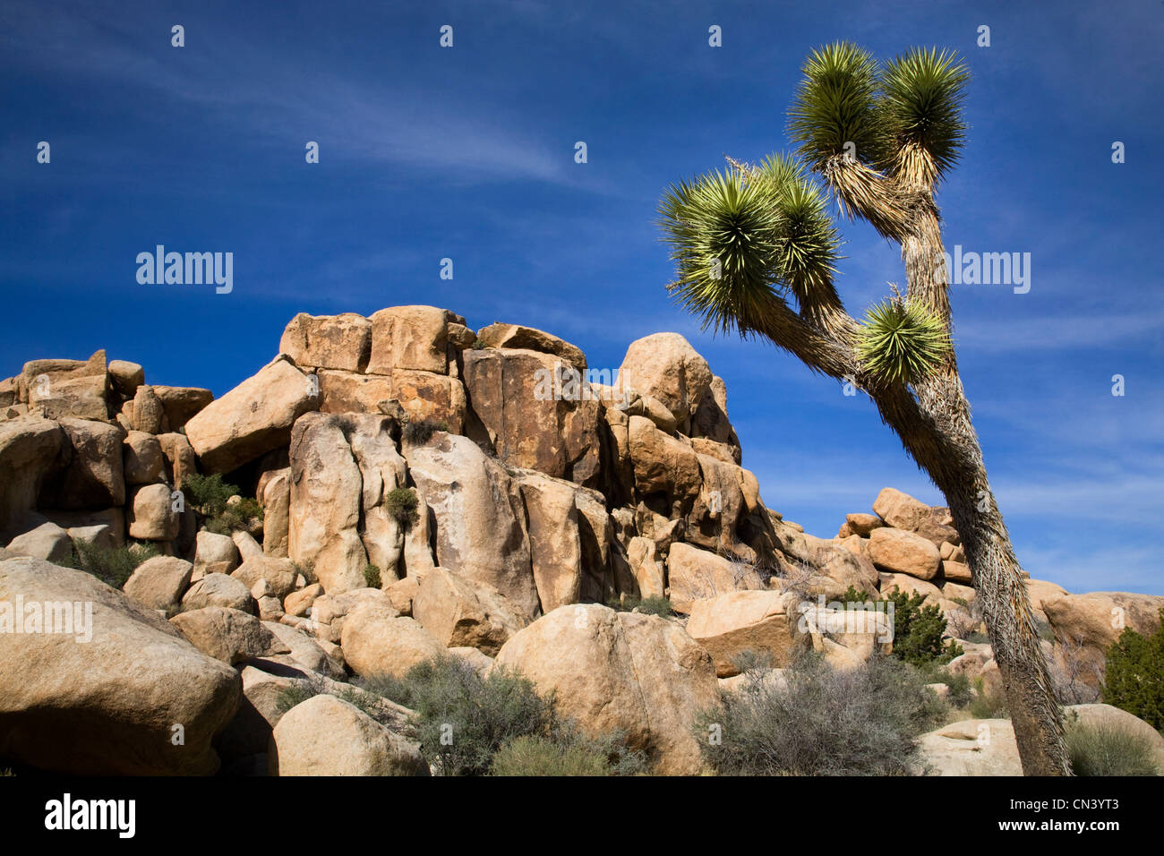 Paysage désertique dans Joshua Tree National Park, Californie Banque D'Images