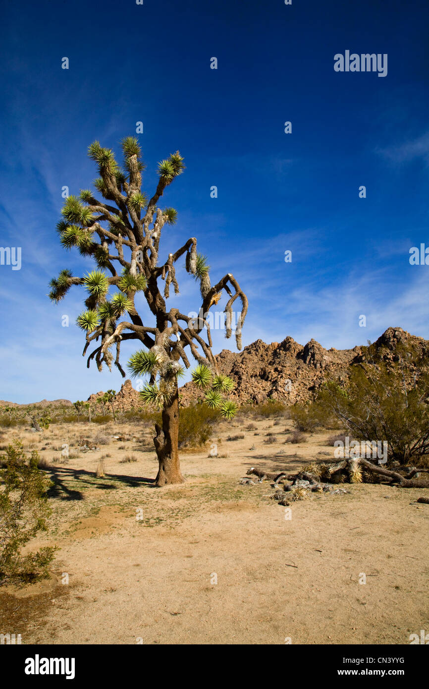 Paysage désertique dans Joshua Tree National Park, Californie Banque D'Images