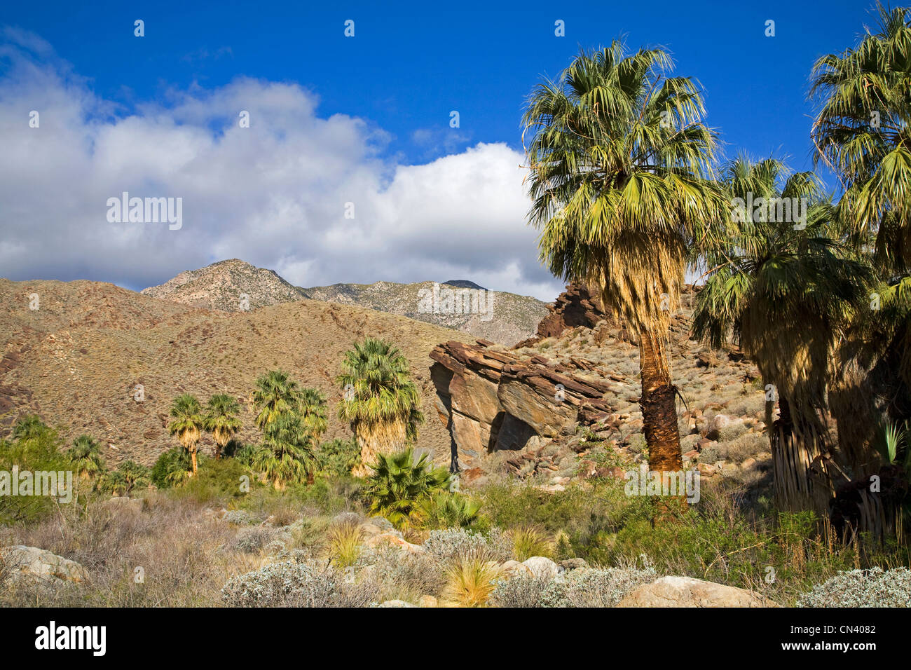 Un randonneur en Murry Canyon, les Canyons Indiens, près de Palm Springs, Californie Banque D'Images