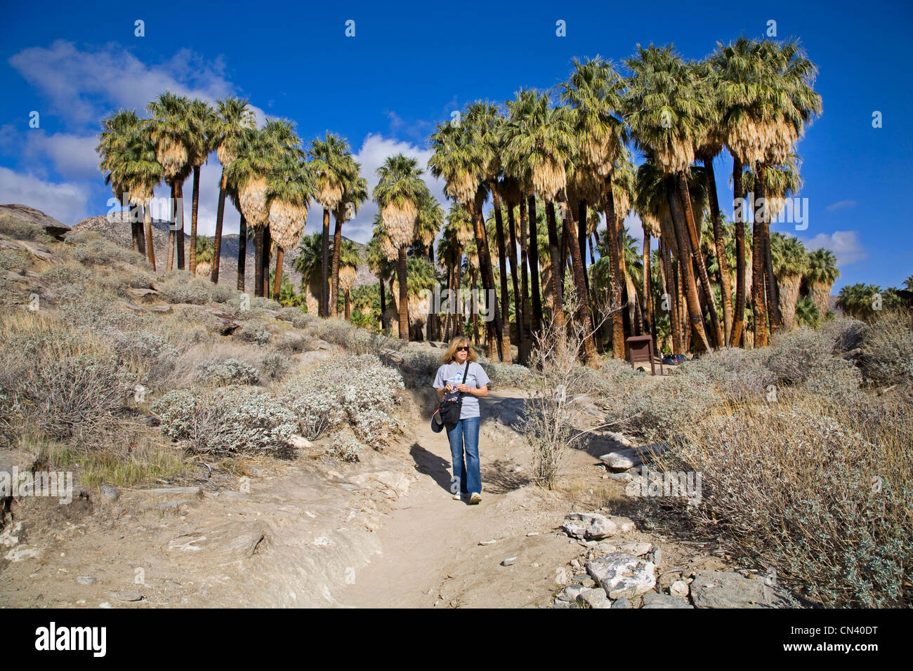 Un randonneur en Andreas Canyon, les Canyons Indiens, près de Palm Springs, Californie Banque D'Images