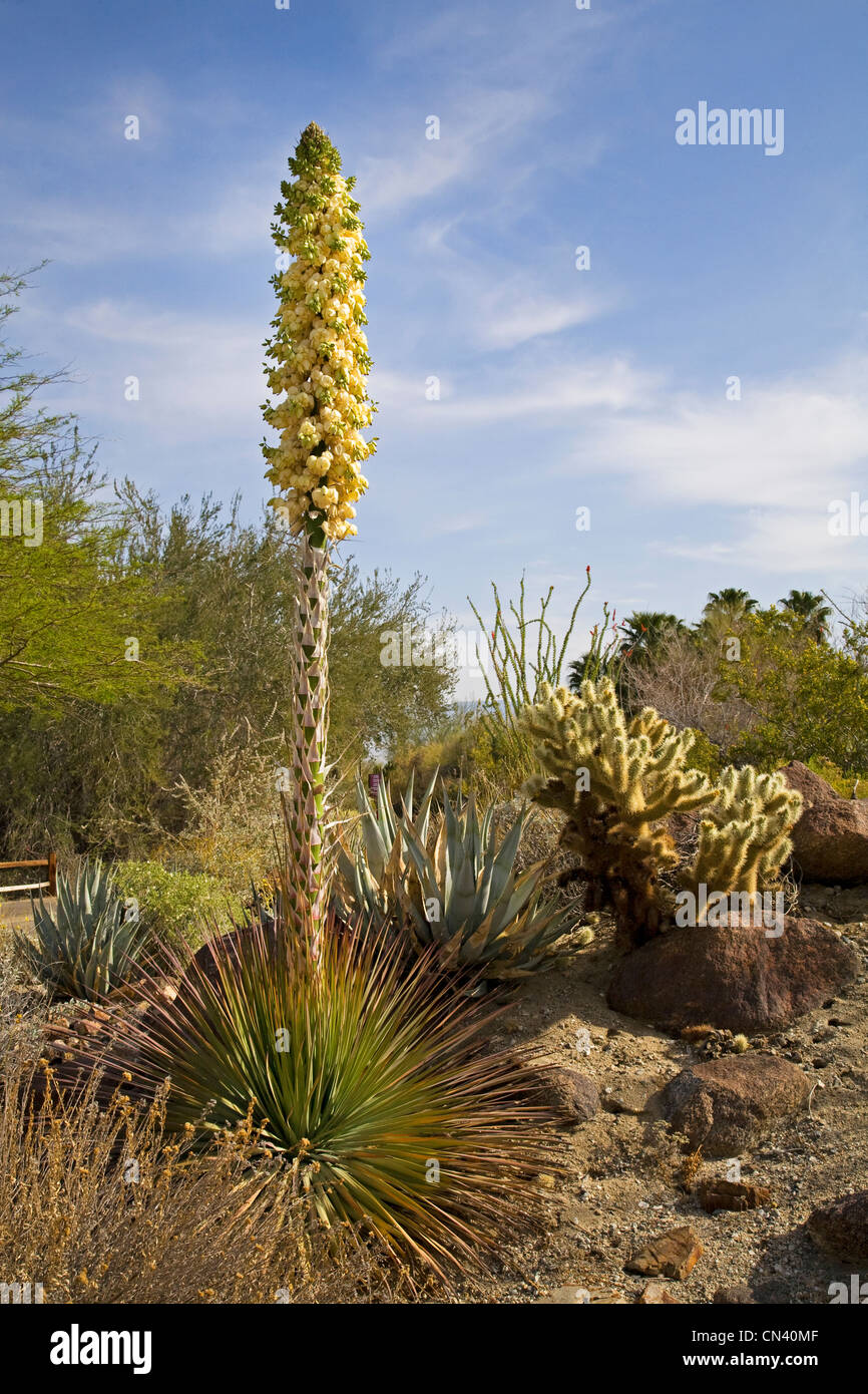 Un yucca géant fleurit dans le désert de Mojave, dans le désert vivant près de Palm Springs en Californie du sud Banque D'Images