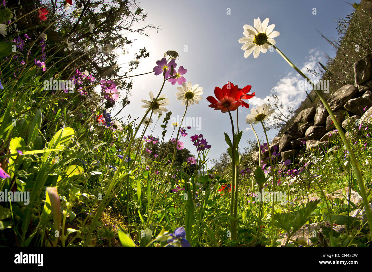 Une vue aérienne de fourmis printemps fleurs sauvages dans les oliviers près de Kardamyli, dans l'avant-Mani, Messénie, le sud de la Grèce Banque D'Images