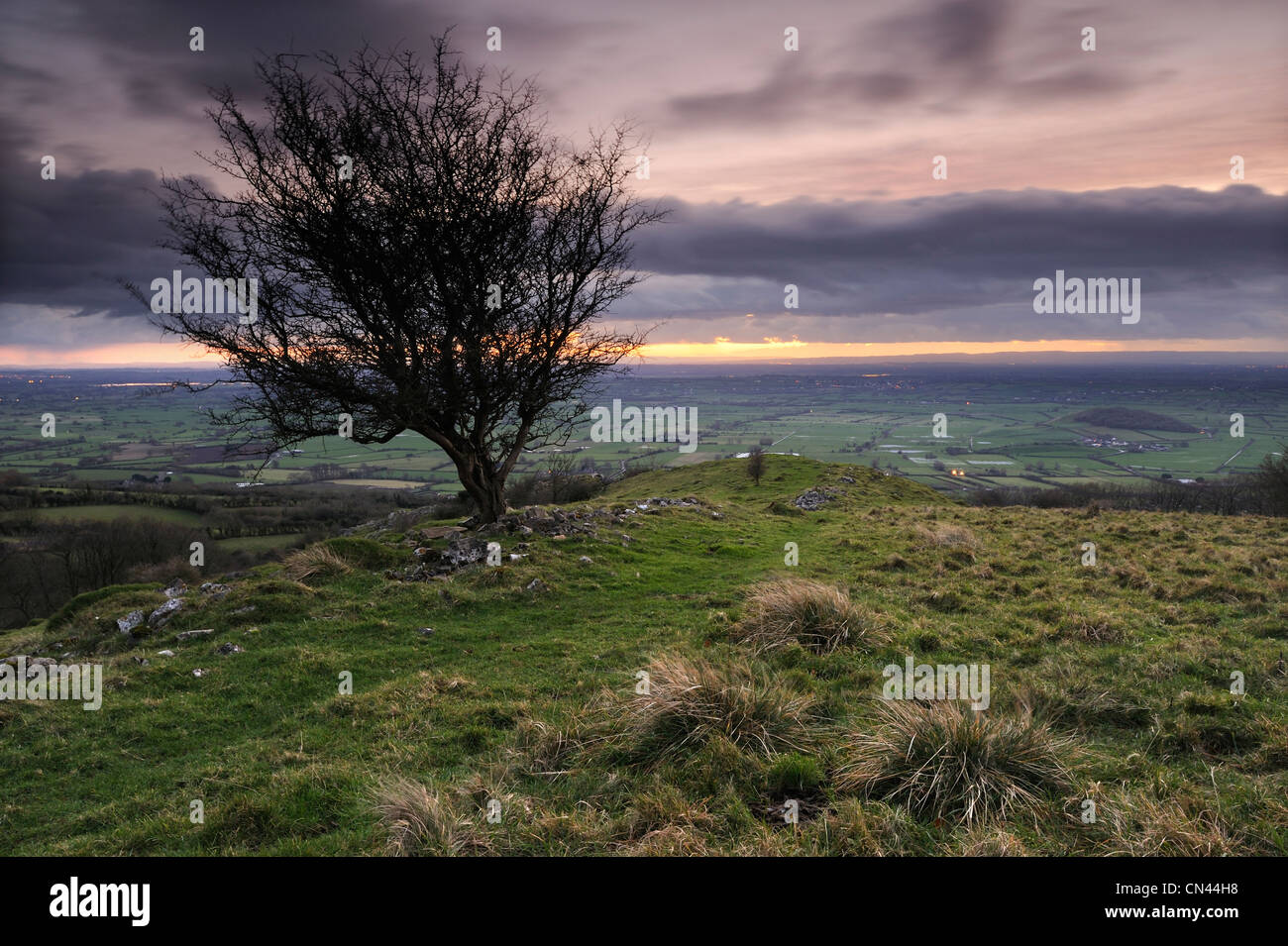 Le dirigeant d'une aubépine à Tours Draycott sur les collines de Mendip, Somerset, Royaume-Uni. Banque D'Images