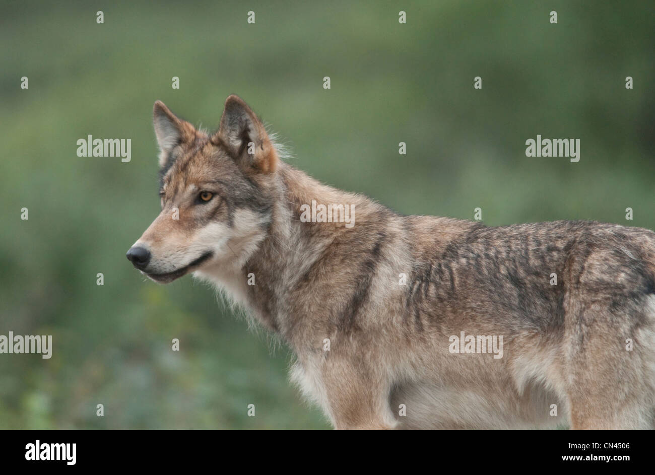 Le loup (Canis lupus) est toujours en alerte et sur ses gardes. Le Parc National Denali, en Alaska. Banque D'Images