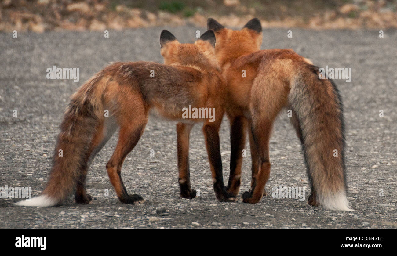Le renard roux (Vulpes vulpes) au col polychrome, Denali Nat'l Park, Alaska. Banque D'Images