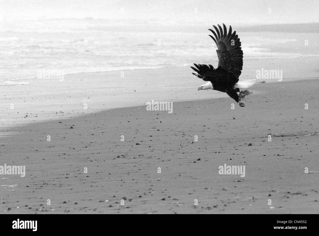 Nid de pygargue à tête blanche En vol avec matériel dans son talon, Long Beach, parc national Pacific Rim, l'île de Vancouver, Colombie-Britannique Banque D'Images