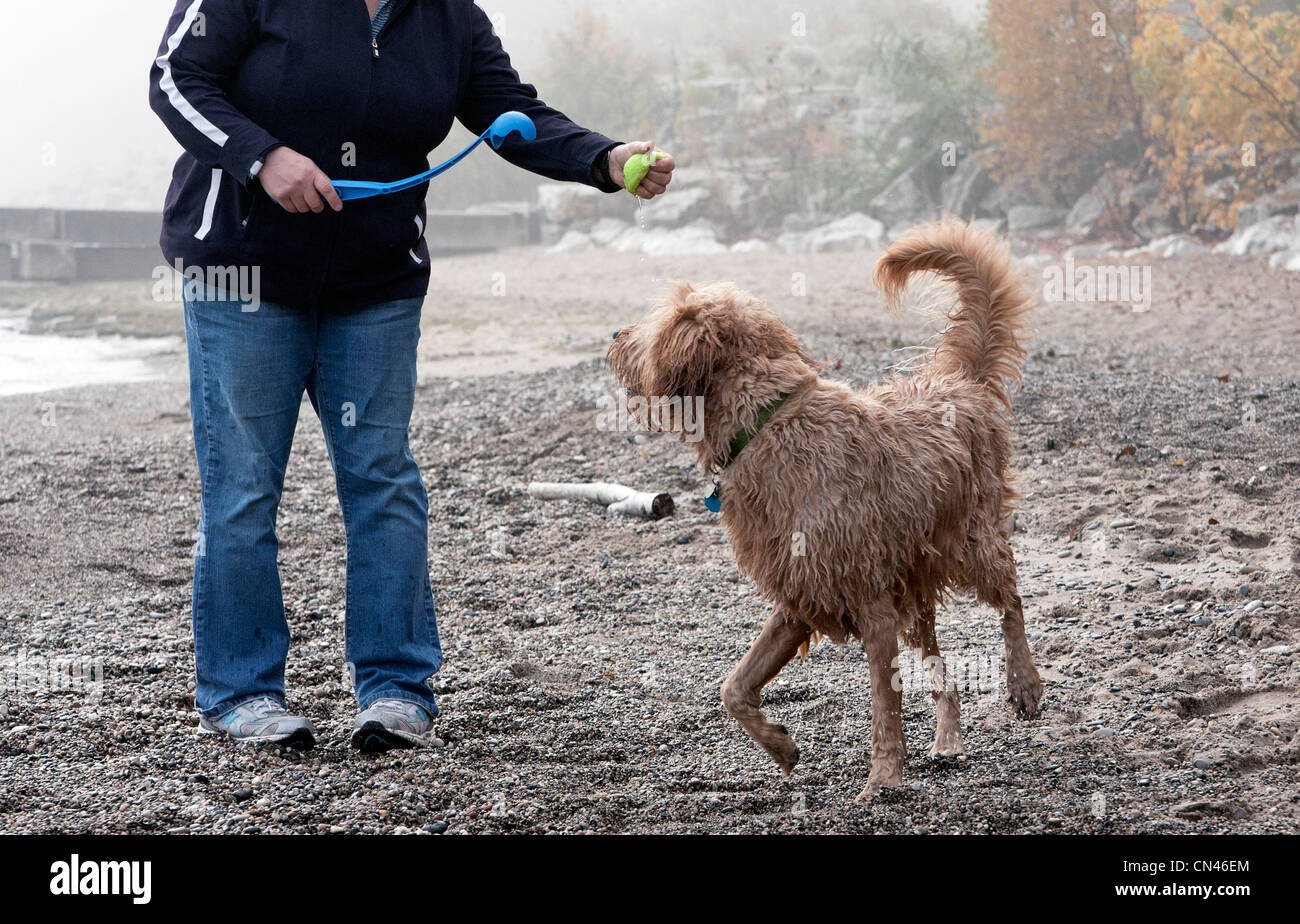 Un goldendoodle est prêt à aller chercher une balle lancée par son propriétaire. Banque D'Images