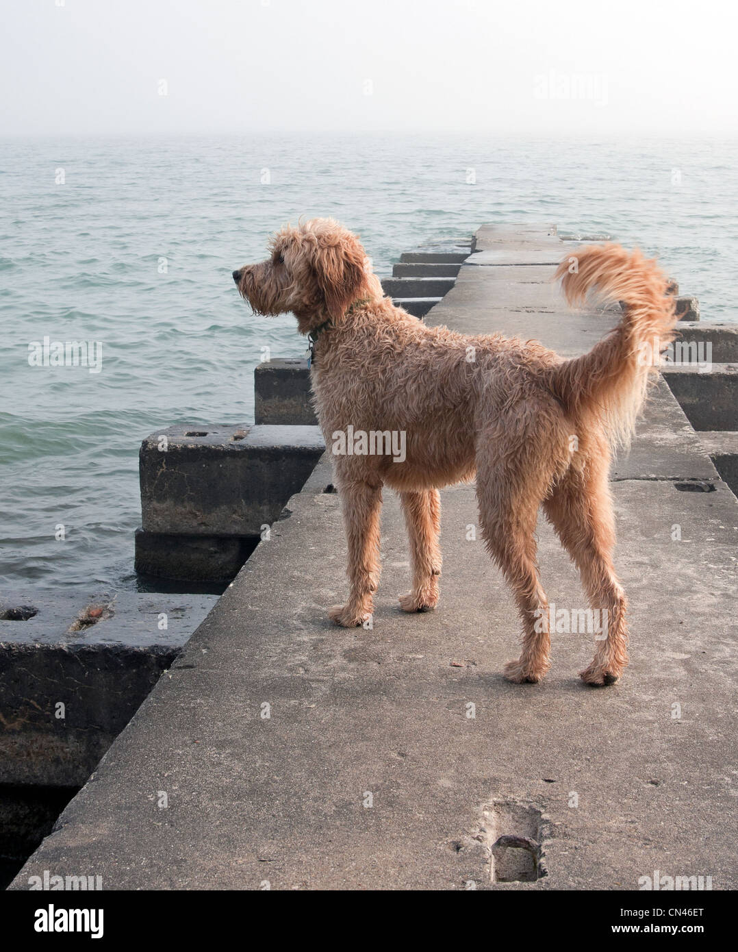 Un goldendoodle reste en alerte sur une jetée dans le lac Michigan. Banque D'Images