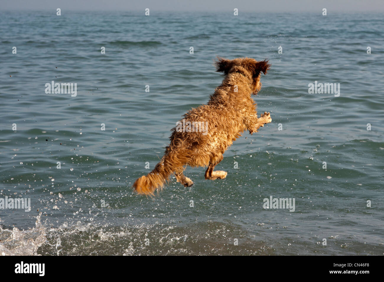 Un chien saute dans le lac Michigan pour aller chercher une balle. Banque D'Images