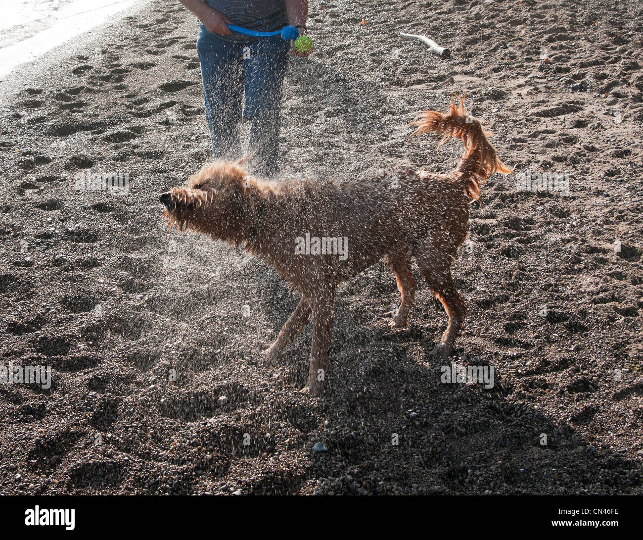Un chien secoue l'eau sur une plage du lac Michigan. Banque D'Images