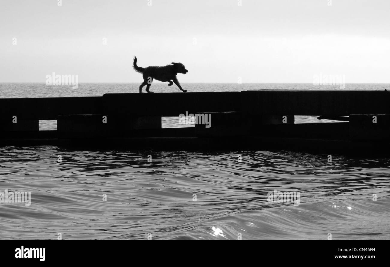 Un chien court le long d'une jetée dans le lac Michigan. Banque D'Images