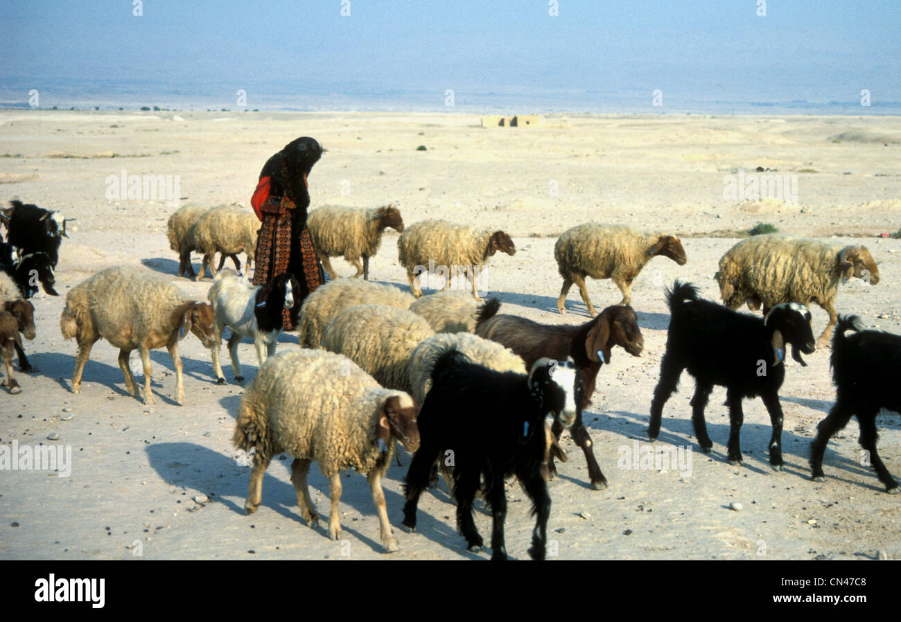 Bédouine errant dans le désert du Néguev en Israël avec son troupeau de moutons et chèvres. Banque D'Images
