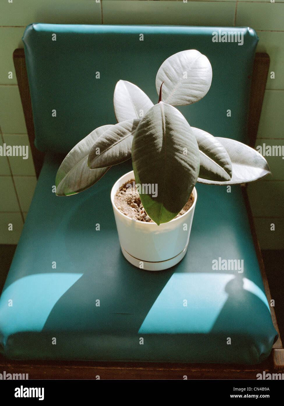Plante en pot sur chaise vinyle vert Banque D'Images
