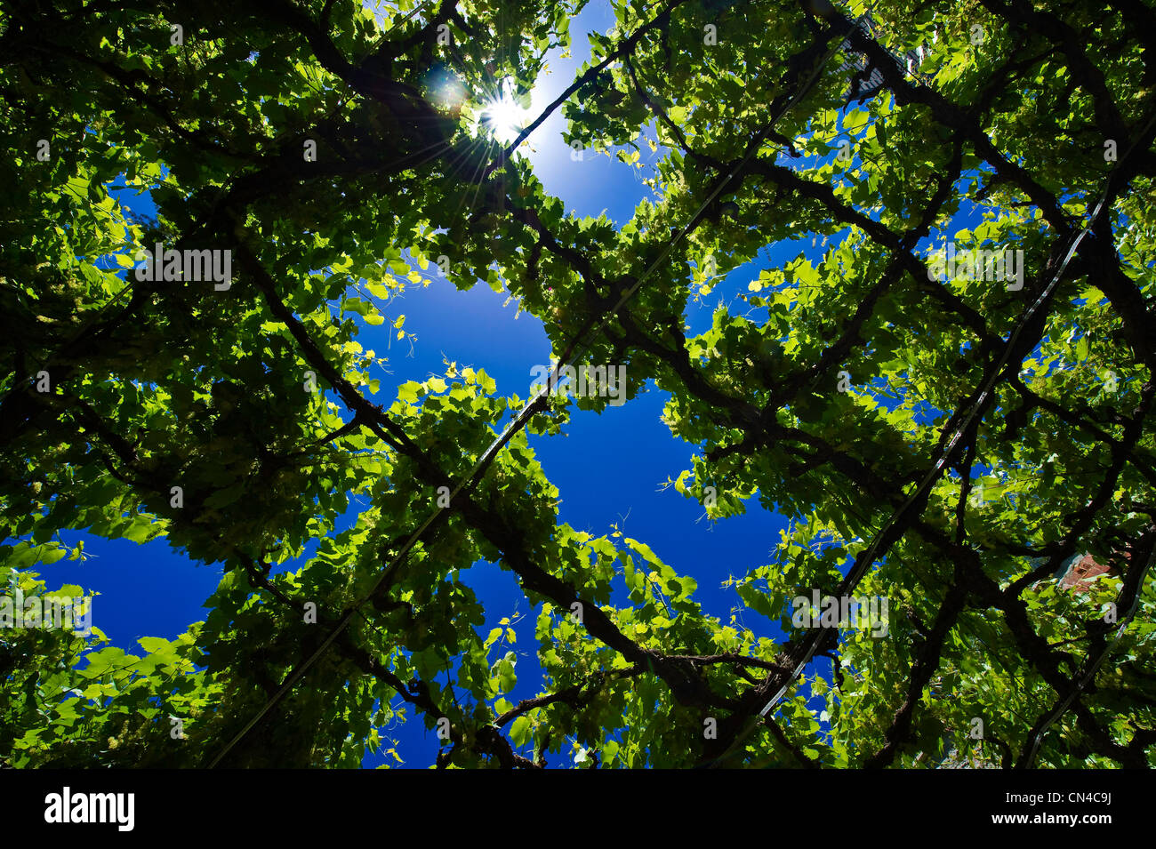 L'Australie, l'Australie du Sud, vallée de la Barrossa, feuilles de vigne Banque D'Images