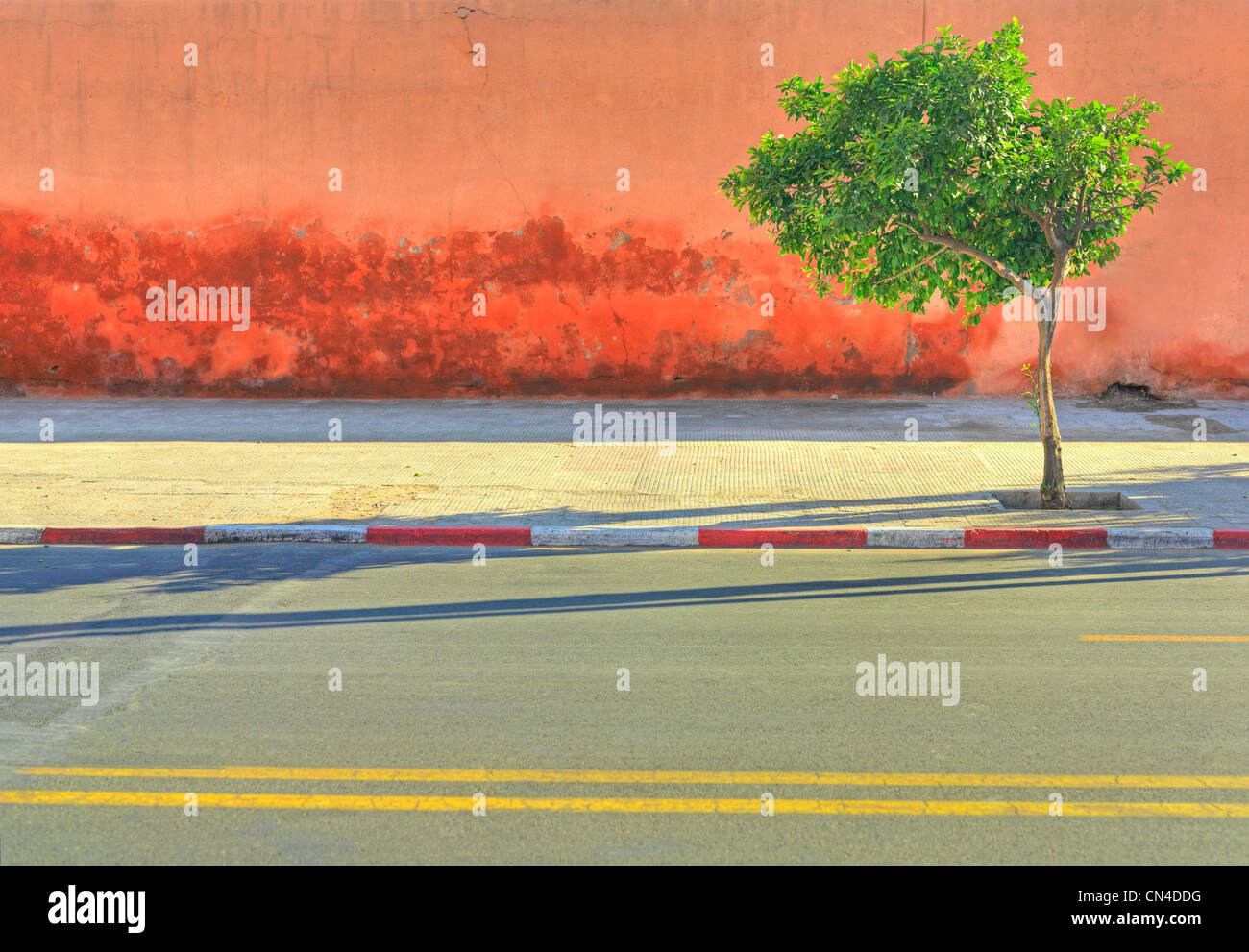 Lone Tree growing on sidewalk par empty road Banque D'Images